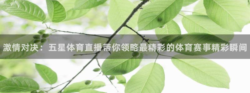 绿茵体育在线直播：激情对决：五星体育直播带你领略最精彩的体育赛事精彩瞬间